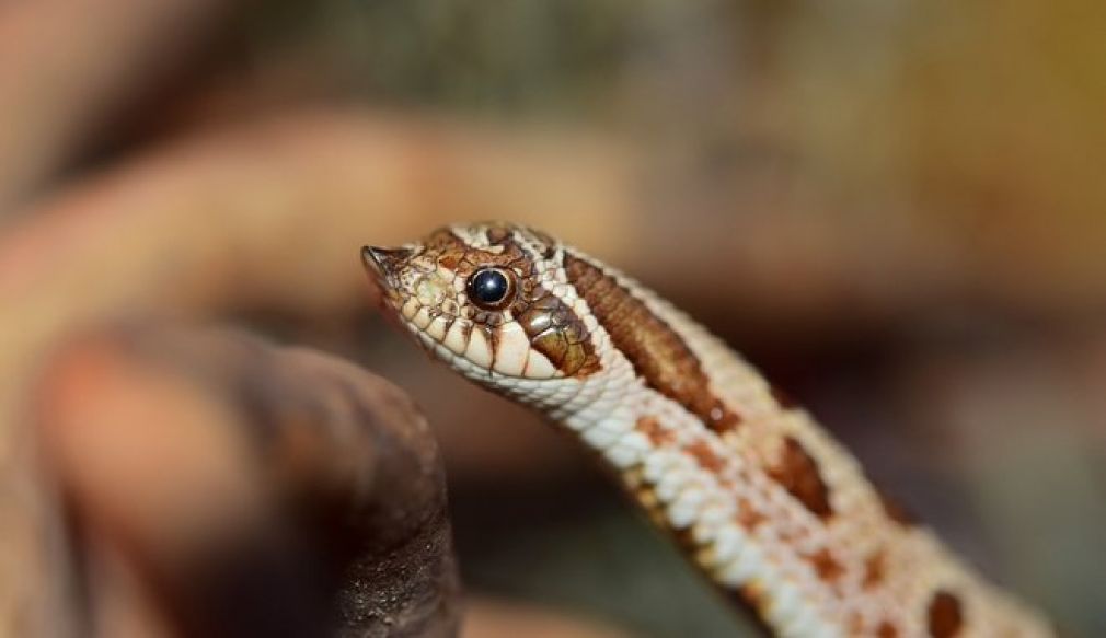 Φίδια στην Ελλάδα: Ποια είναι επικίνδυνα-Τι να κάνετε αν σας δαγκώσουν